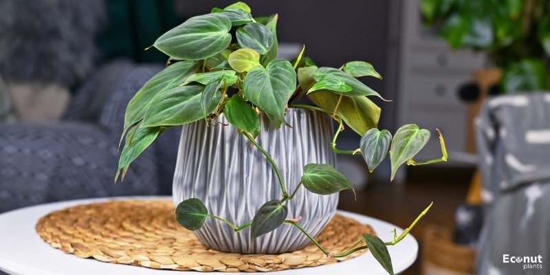 Philodendron Micans.jpg