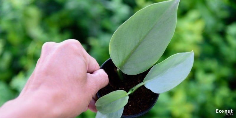 Philodendron Silver Sword.jpg