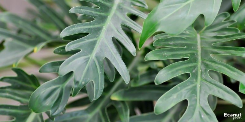 Philodendron Xanadu.jpg