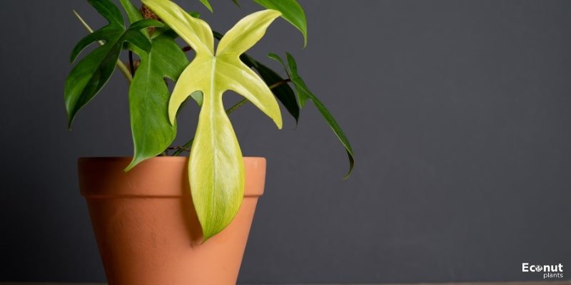 Philodendron ‘Florida Ghost’.jpg
