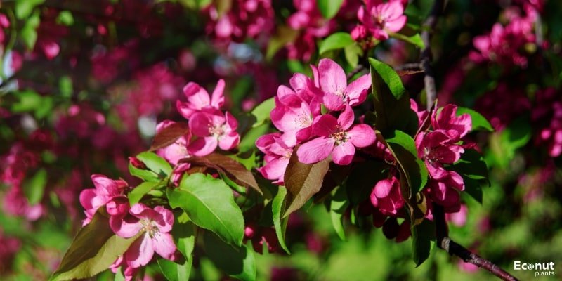Prairifire Flowering Crabapple.jpg