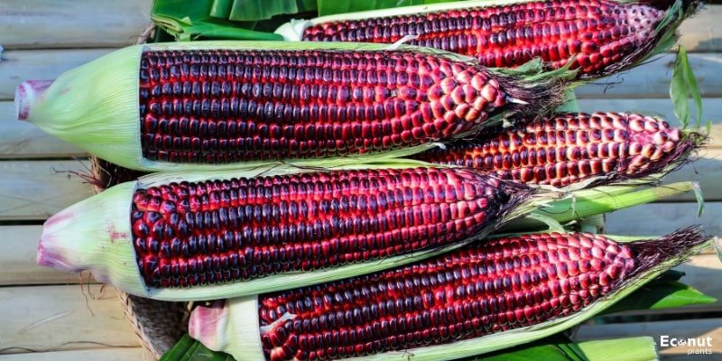 Purple Corn.jpg