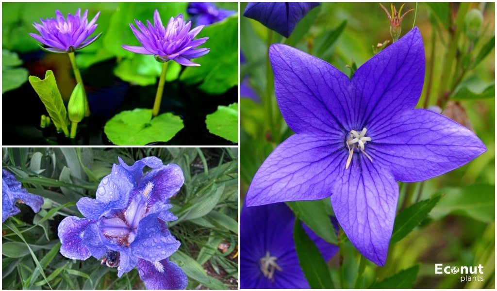 Purple Lily.jpg