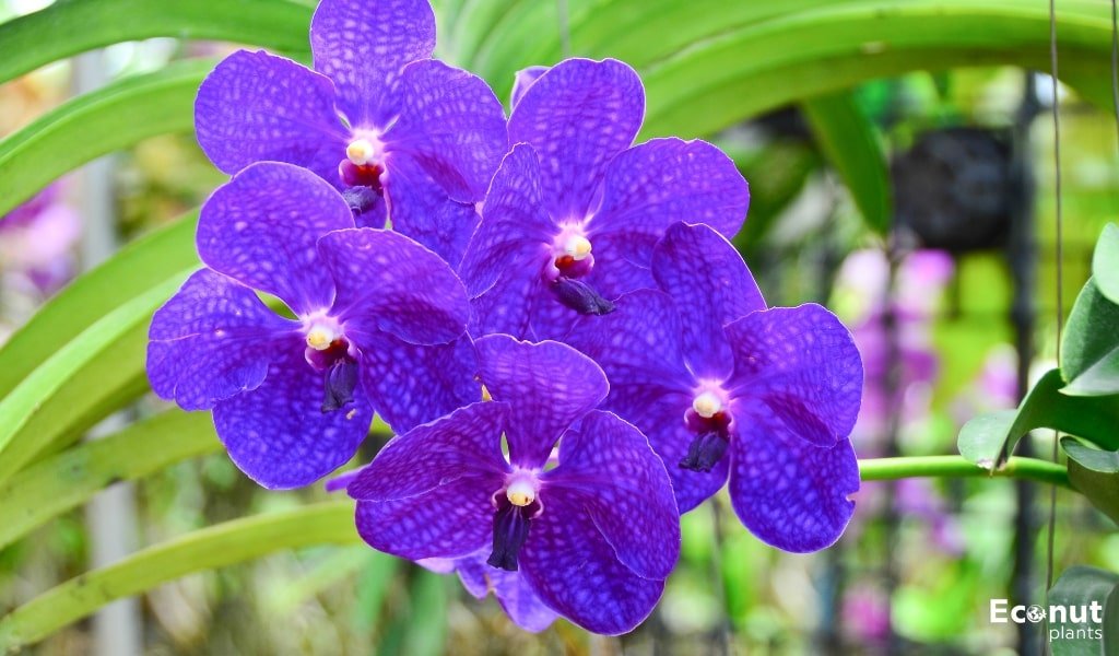 purple orchid types