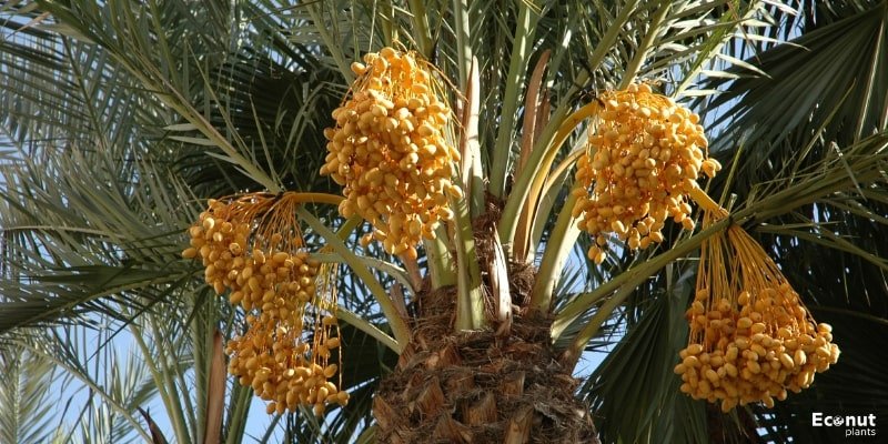 Pygmy Date Palm Plant.jpg