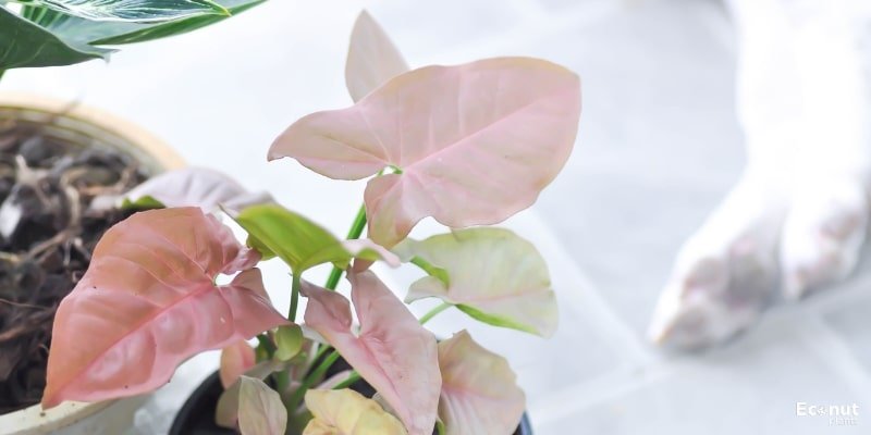 Red Leaf Philodendron.jpg