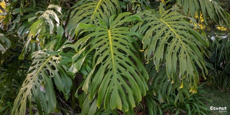 Ring of Fire Philodendron.jpg