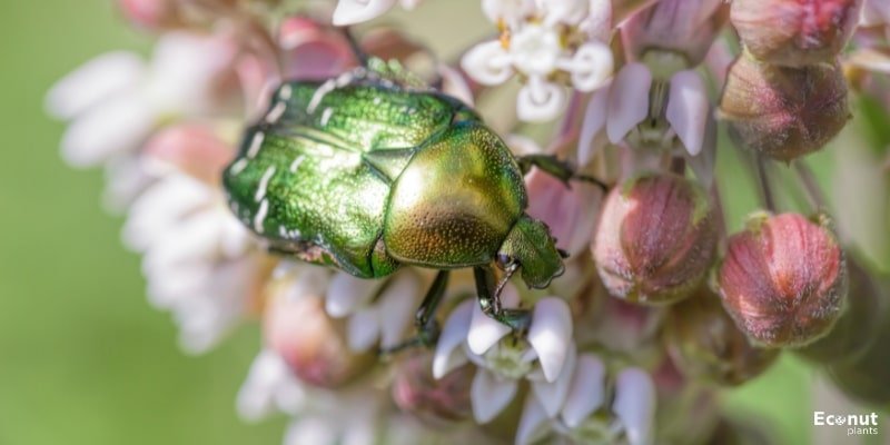 Rose Chafer Beetle.jpg
