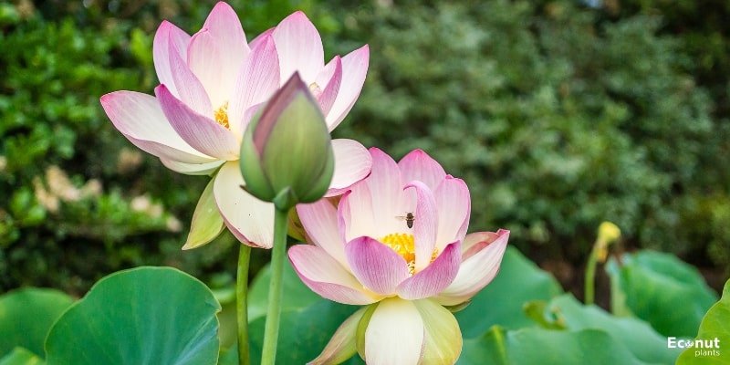 Sacred Lotus.jpg