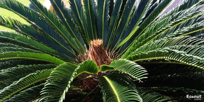 Sago Palm Plant.jpg
