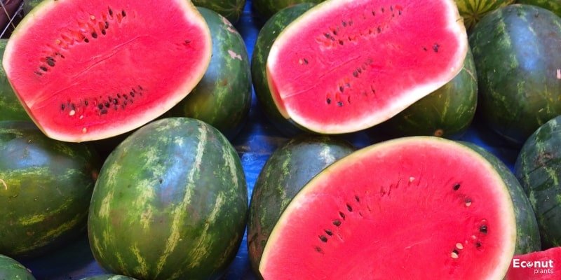 Sangria Watermelon.jpg
