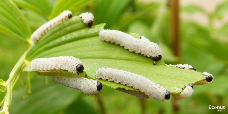 Sawfly Larvae.jpg
