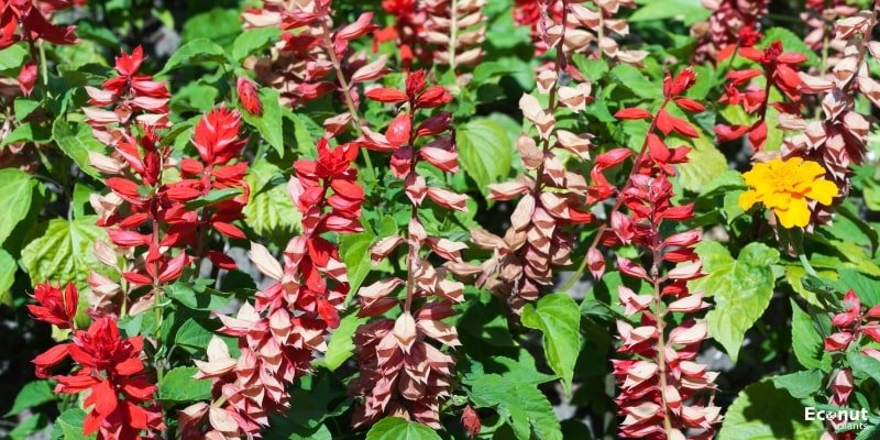 Scarlet Sage Plant.jpg
