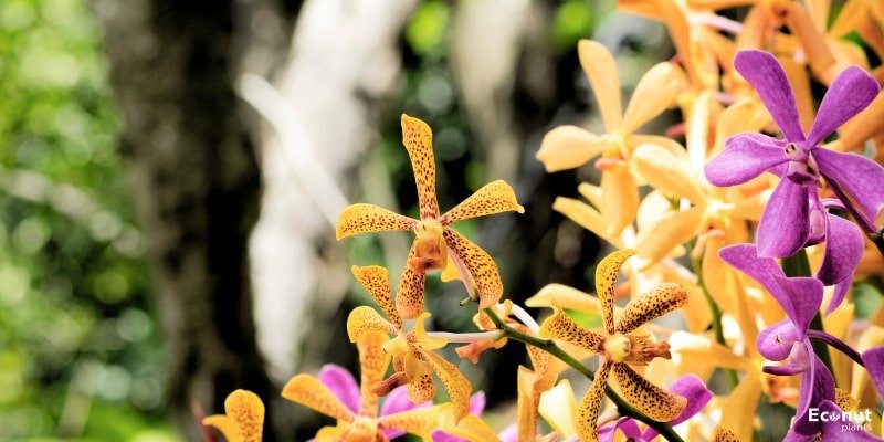 Scorpion Orchids.jpg