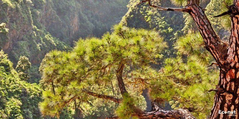 Scots Pine.jpg