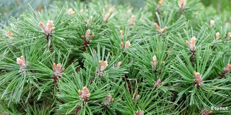 Slowmound Mugo Pine.jpg
