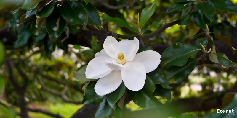 Southern Magnolia Flower.jpg