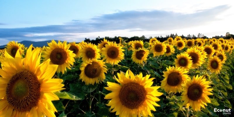 Sunflowers Plant.jpg