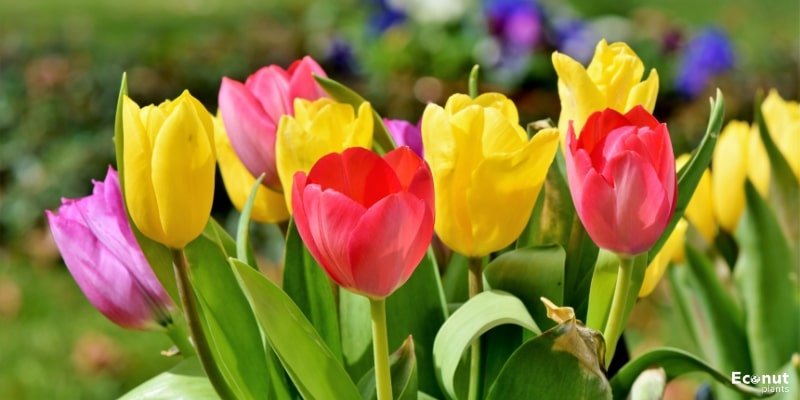 Tulips Flower.jpg
