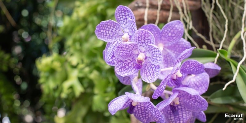 Vanda Orchids.jpg