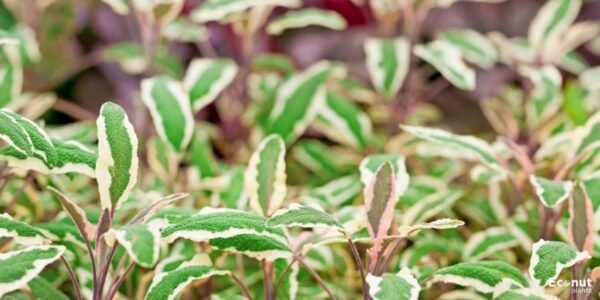 25 Types of sage with pictures and names