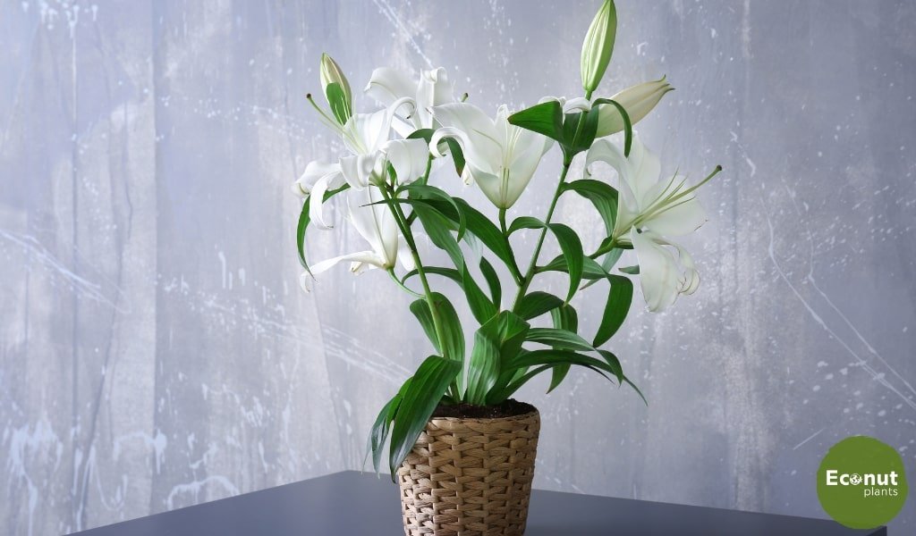 White-Flowering Houseplants.jpg