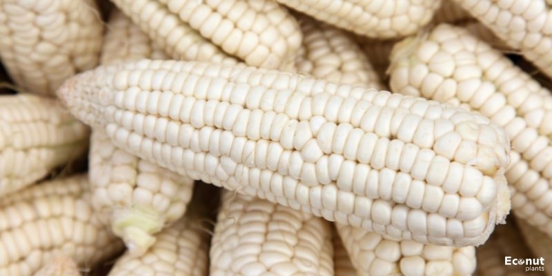 White Corn.jpg