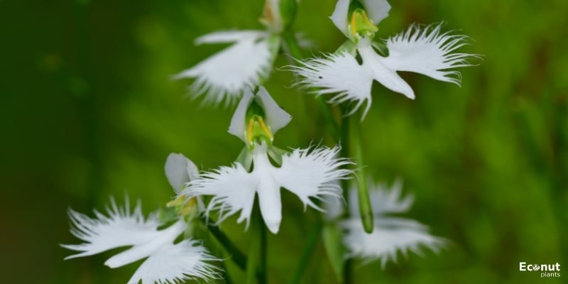 White Egret Flower.jpg