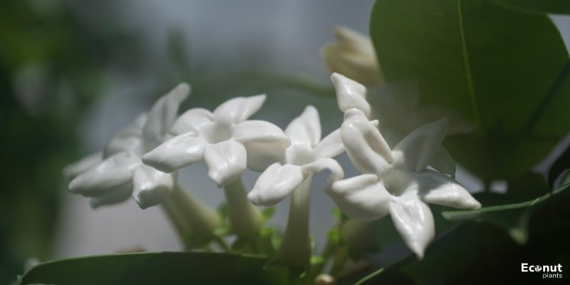 White Madagascar Jasmine.jpg
