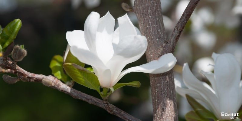 White Magnolia.jpg
