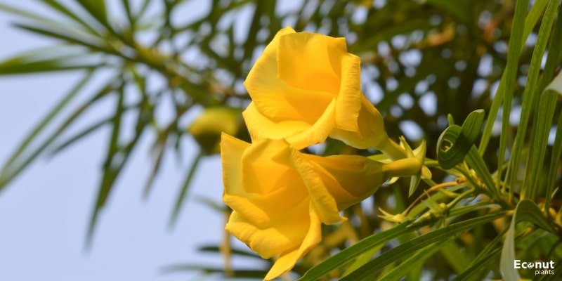 Yellow Oleander.jpg