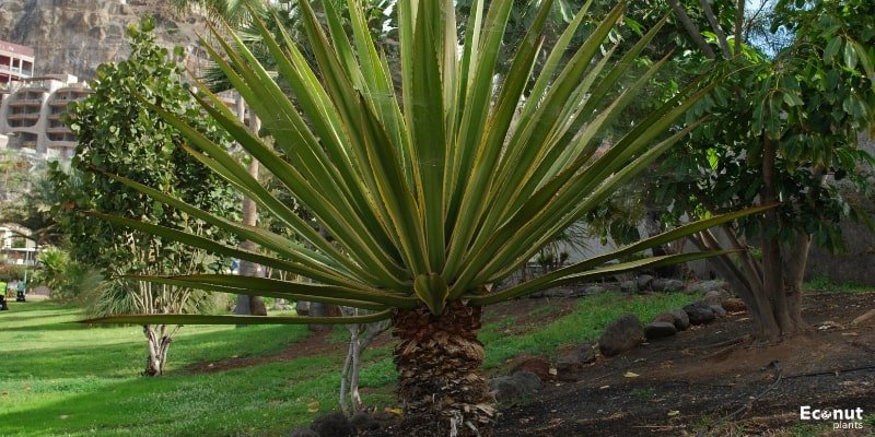 Yucca Palm.jpg
