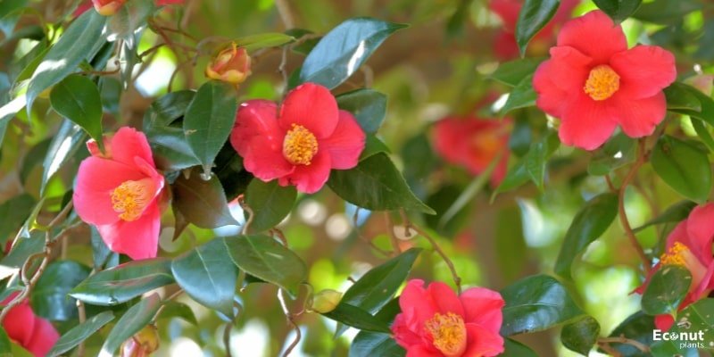 Yuletide Camellia.jpg