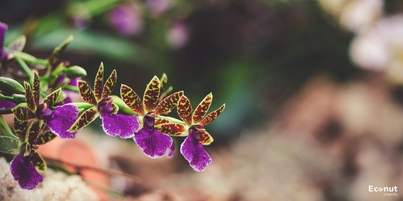 Zygopetalum Orchid.jpg