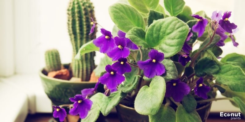 African Violet Plant.jpg
