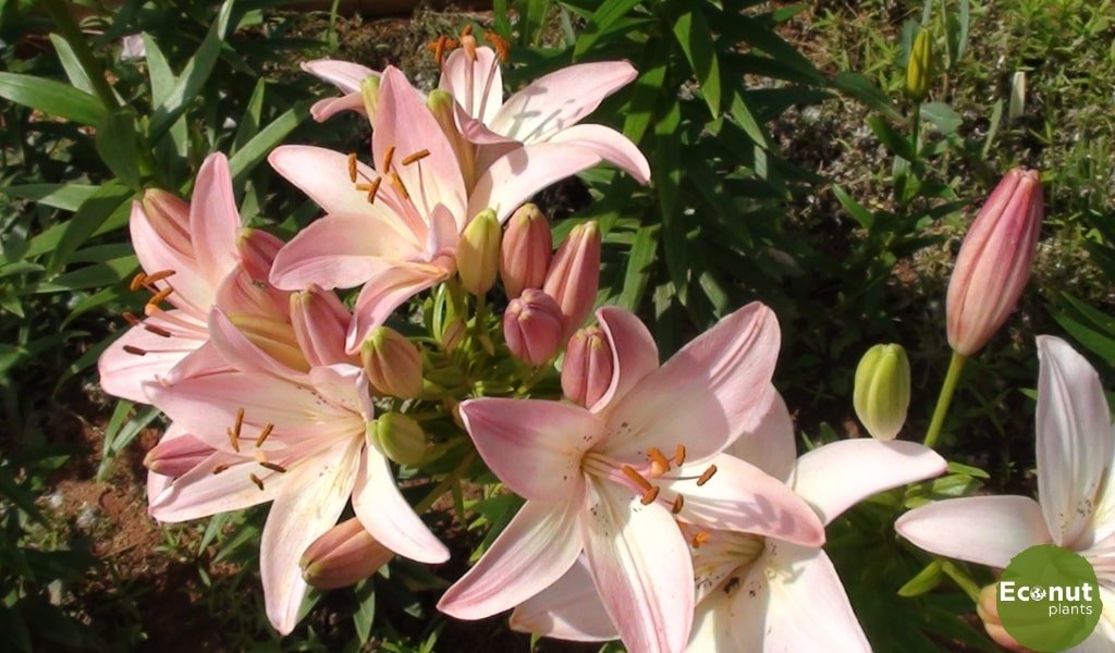 Asiatic Lily.jpg