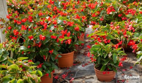 Best Tips for Growing Beautiful Begonias in Pot