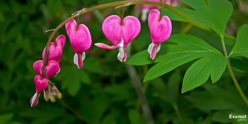 Bleeding-Heart.jpg
