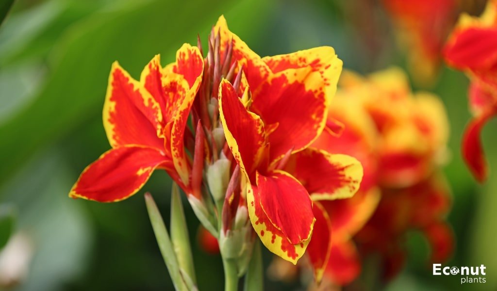 Canna Lily Flower.jpg