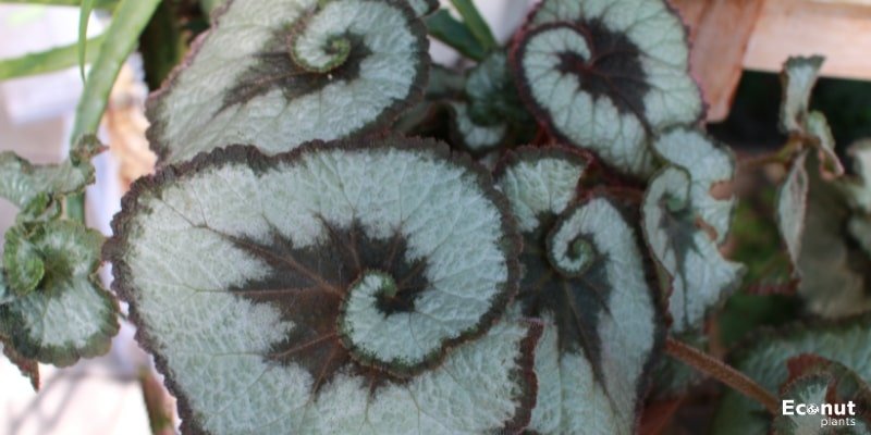 China Curl Begonia.jpg
