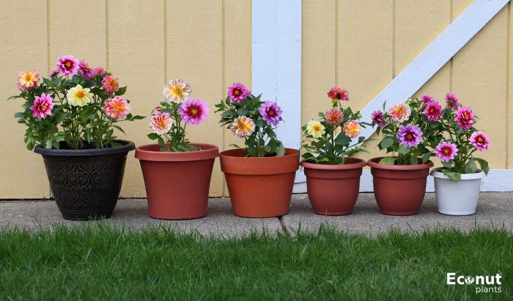 Growing Dahlias in Containers.jpg