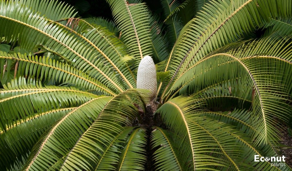 Dioon Edule Plant.jpg