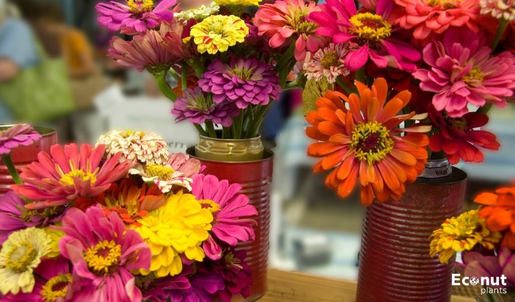 Growing Zinnias in Pot.jpg