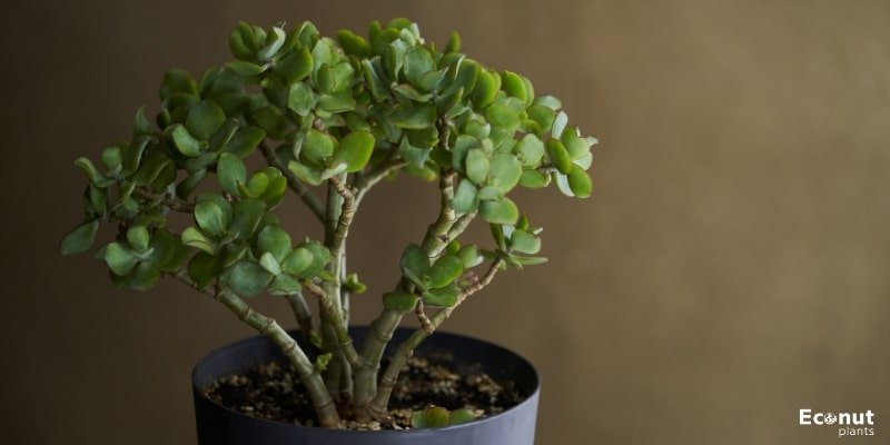 Jade-Plant.jpg
