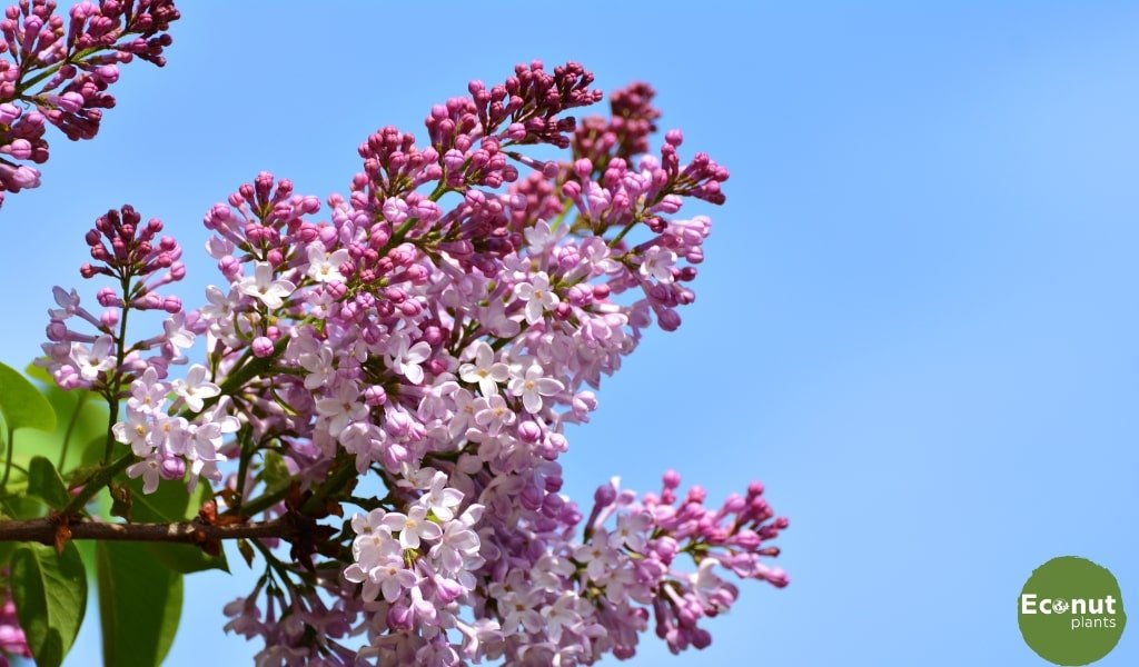 Lilac Blooming Tips.jpg