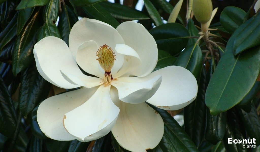 Magnolia Yellow Leaves.jpg