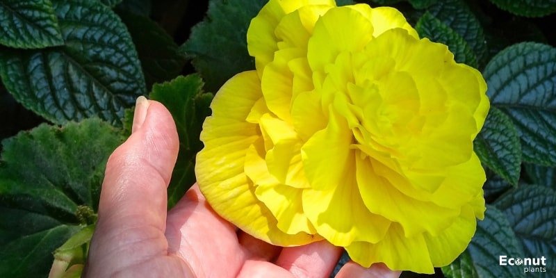 Mocca Yellow-Begonia.jpg
