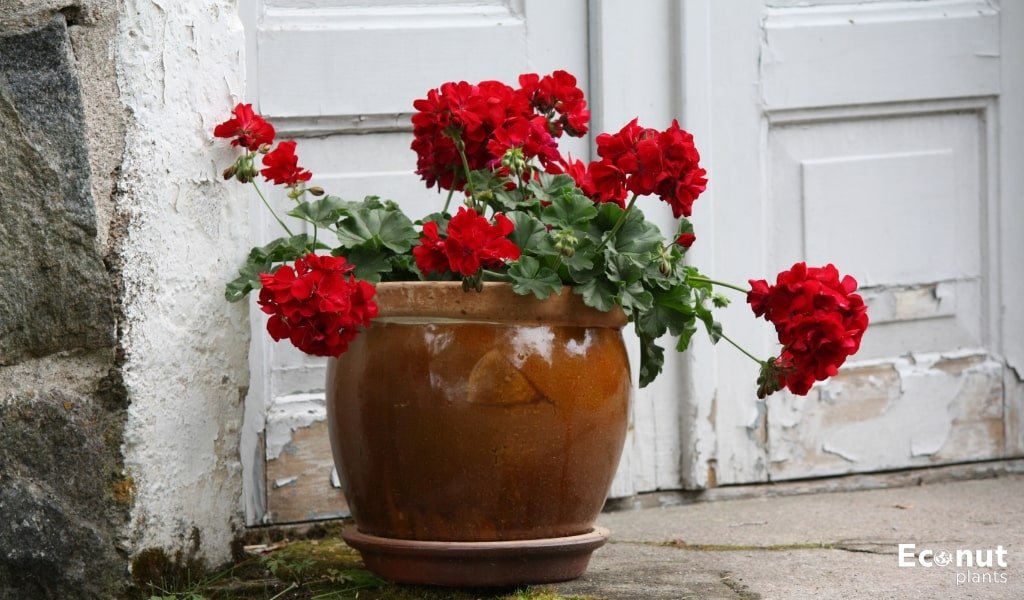 Growing Peonies in Pots.jpg