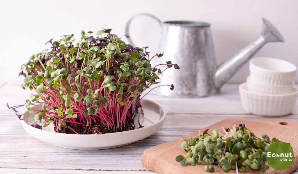 Radish Microgreens.jpg