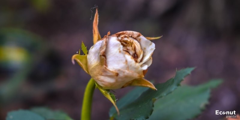 Rose Dying.jpg
